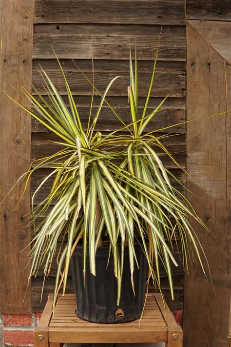 The Many Faces of Dracaena