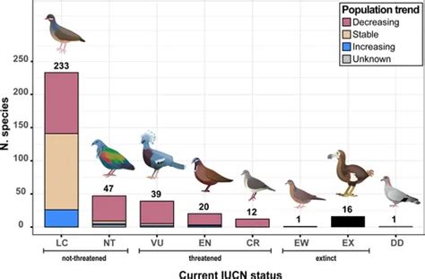 The Marina Dove: A Comprehensive Guide to Identification, Behavior, and Conservation