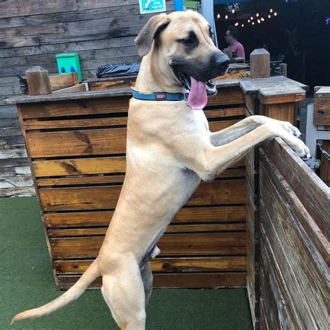 The Mastiff Great Dane Mix: A Comprehensive Guide to the Gentle Giant