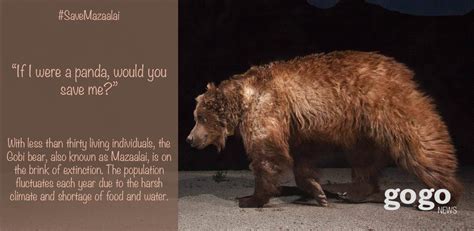 The Mazaalai Bear: A Comprehensive Guide to the Endemic Tibetan Species