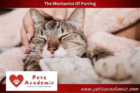 The Mechanics of Purring