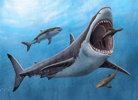 The Megalodon: A Colossal Predator Extinct for 2.6 Million Years