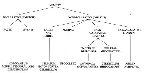 The Memory System of the Brain Reader