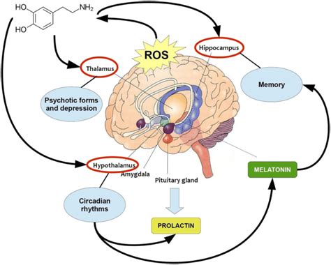 The Mesolimbic Dopamine System From Motivation to Action Reader