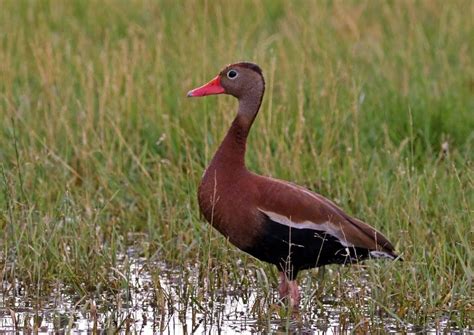 The Mexican Tree Duck Doc