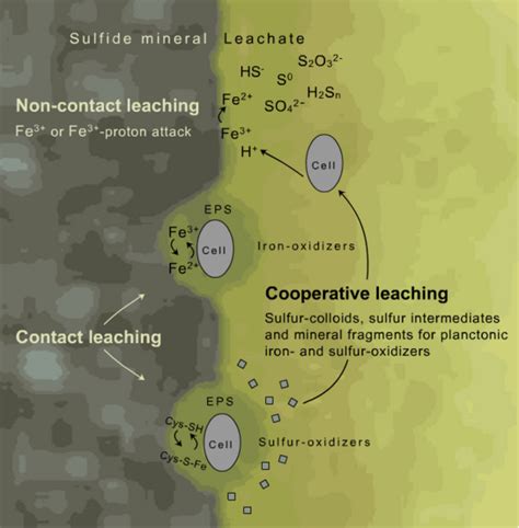 The Microbial Origins of Iron Ore