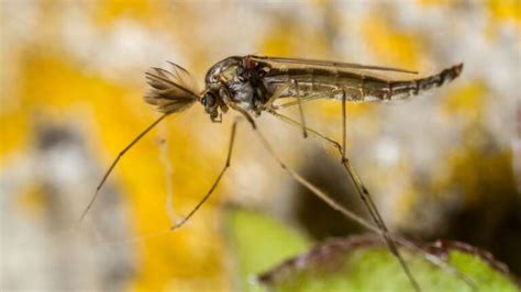 The Midge Fly: A Tiny Pest with a Big Impact