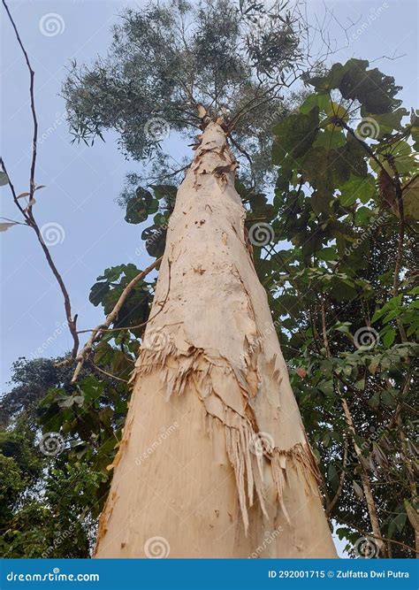 The Mighty Cotton Tree: Nature's Majestic Giant and Source of Countless Blessings