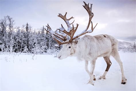 The Mighty Reindeer: A Guide to the Arctic's Majestic Creatures