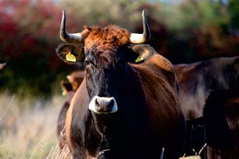 The Mighty Tauros Cattle: A Comprehensive Guide to Breeding and Care