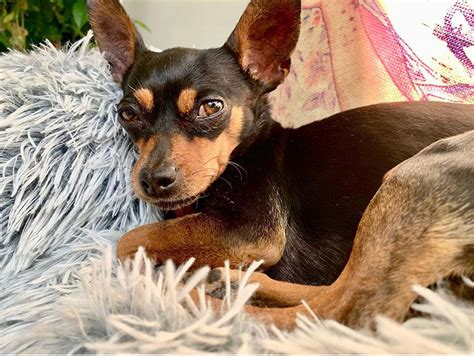 The Miniature Pinscher Chihuahua Mix: The Perfect Companion for Apartment Living