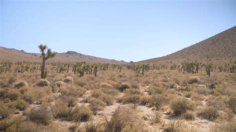 The Mojave Desert: A Crucible of Survival