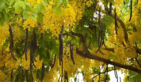 The Multifaceted Amaltas Fruit: A Culinary and Medicinal Gem