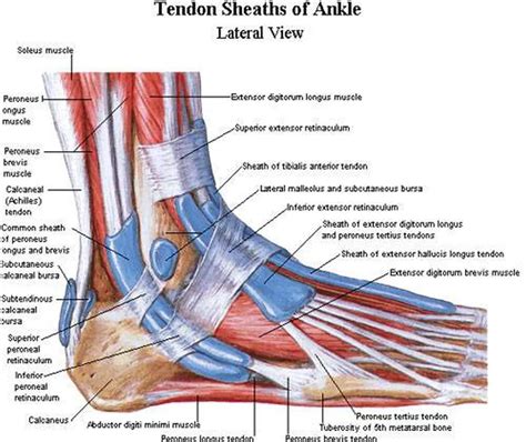 The Muscles of the Lateral Foot: An In-Depth Exploration