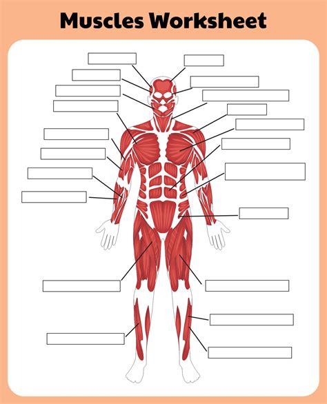 The Muscular System Worksheet Answer Key Reader