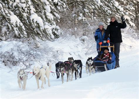 The Musher's Secret: Unleashing the Power of Dog Sledding