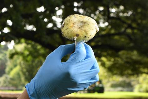 The Mushroom Poisoning Mystery: