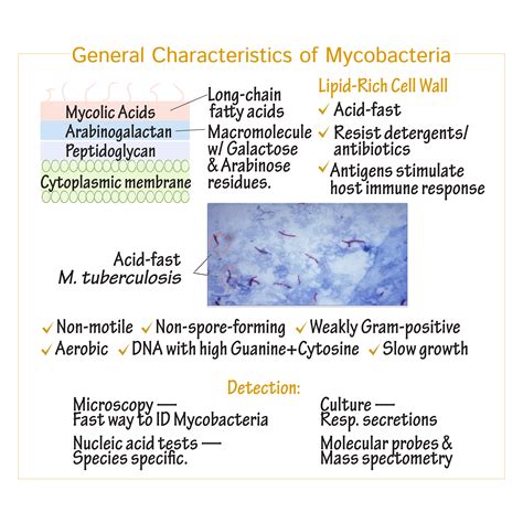 The Mycobacteria A Sourcebook Reader