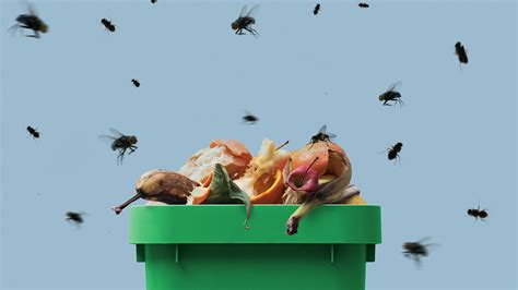 The Mystery of Flies in Empty Rooms