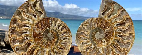 The Mystical Allure of Ammonite Fossils: Uncovering Their Spiritual Significance