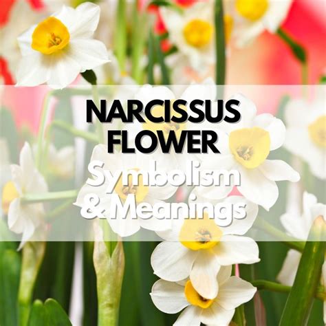 The Narcissus: A Symbol of Hope and Renewal