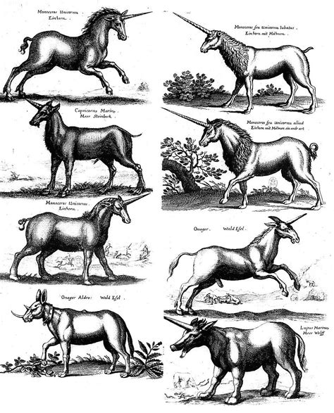The Natural History of Unicorns Doc