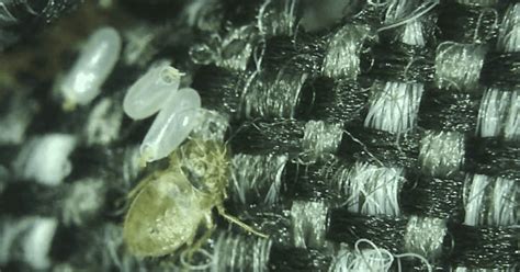 The Nature of Bed Bug Eggs