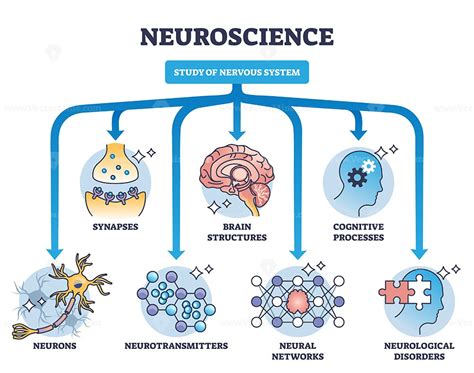 The Neurobiology of Study Breaks