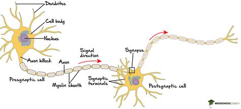 The Neuron Cell and Molecular Biology Reader