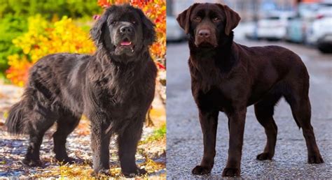 The Newfoundland Dog Mixed with Black Lab: A Comprehensive Guide