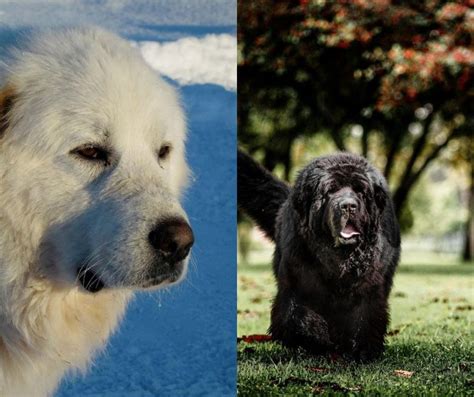 The Newfoundland Pyrenees Cross: A Gentle Giant with a Heart of Gold