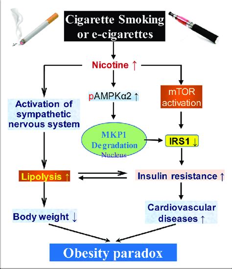 The Nicotine-Weight Loss Paradox