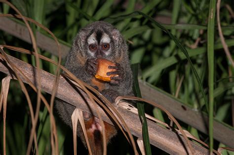 The Night Monkey: Nature's Master of Verticality