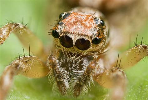 The Nine Eyes of a Spider