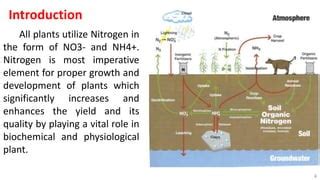 The Nitrogen Imperative