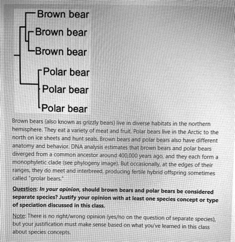 The Northern Hemisphere Brown Bear (NHBB): An In-Depth Guide