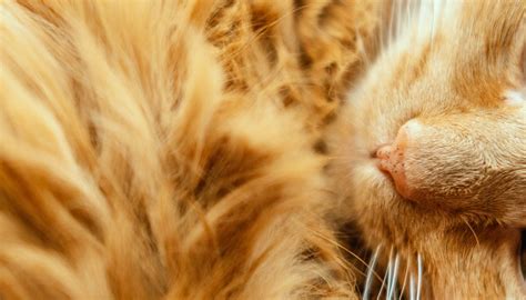 The Notorious Cat Shedding Season: A Comprehensive Guide to Managing Excessive Feline Fur