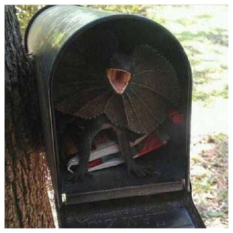 The Notorious Mailbox Prank