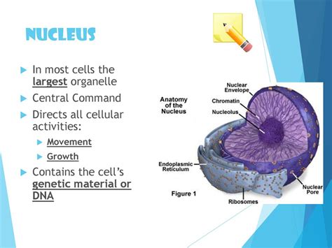 The Nucleus of a Cell: The Epicenter of Cellular Command