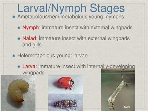 The Nymph Stage of Mosquito Development: A Comprehensive Guide