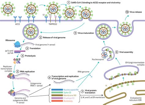 The ORF1 Protein: A Key Player in SARS-CoV-2 Replication and Pathogenesis