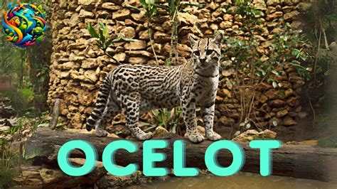 The Ocelot's Secrets Epub