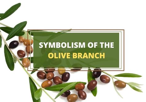 The Olive: A Symbol of Peace and Abundance