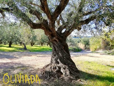 The Olive Tree: A Symbol of Longevity and Abundance