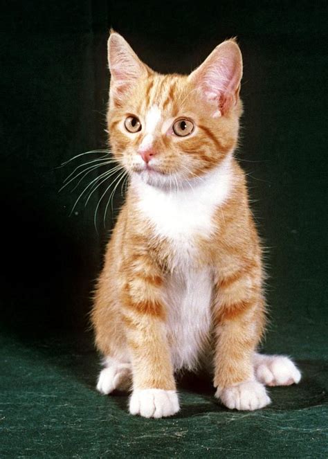 The Orange White Tabby: An Overview