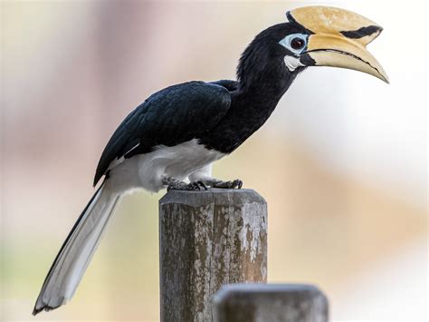 The Oriental Pied Hornbill: An Architectural Marvel of the Avian World