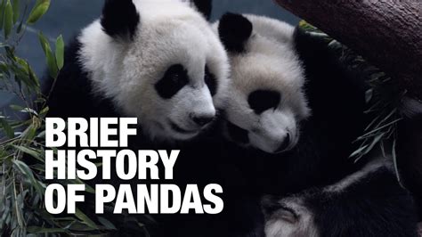 The Origin of the Pandas