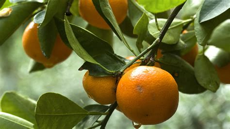 The Origins of Oranges