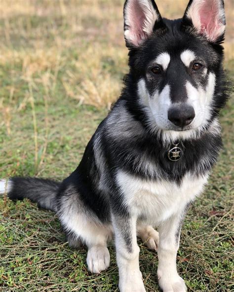 The Origins of the Husky GSD Hybrid