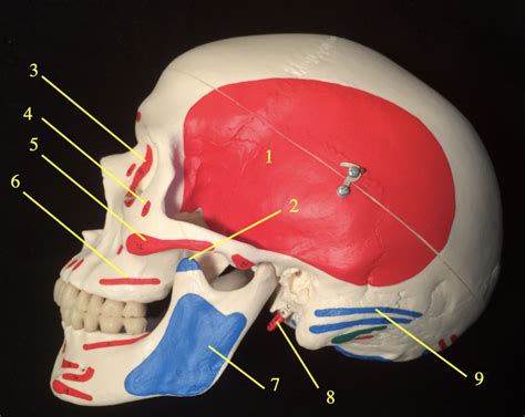 The Origins of the Skull Eye